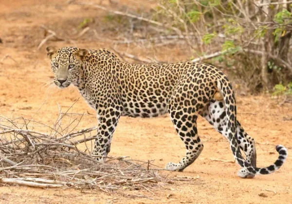 Jeep safari in Yala National Park, Sri Lanka